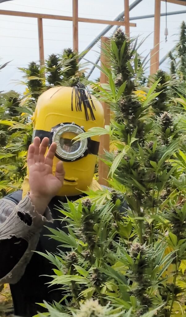 Amusant récolte cbd chanvre